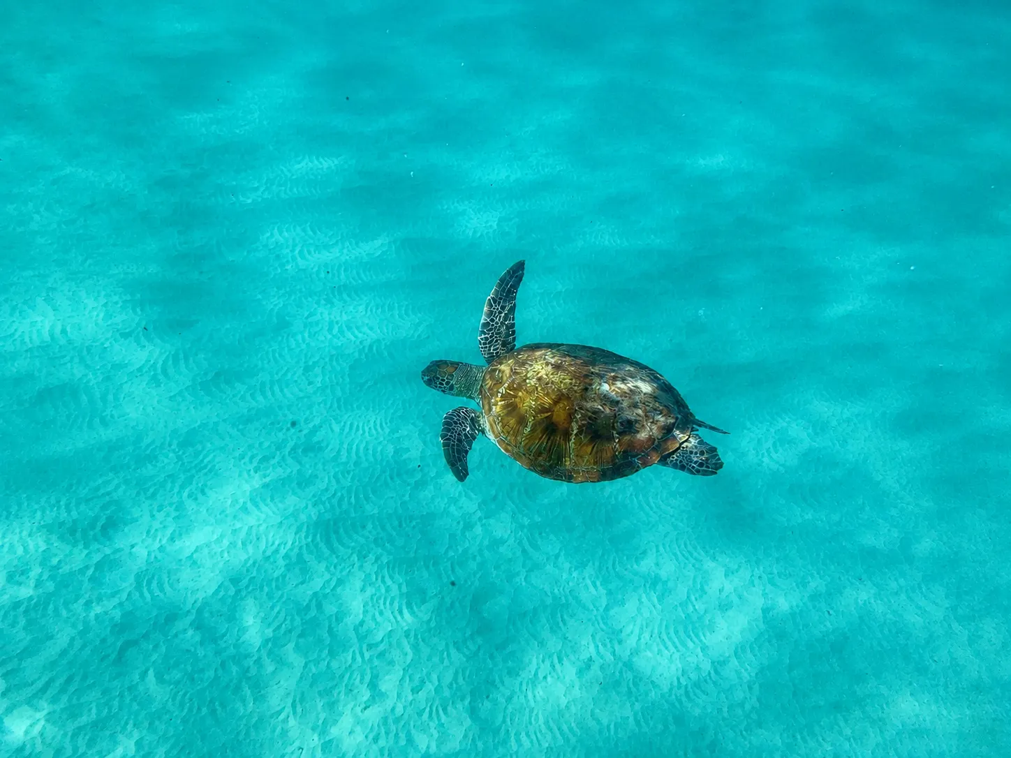 Noosa to Double Island Point 4X4 Beach Adventure | Experience Oz-12