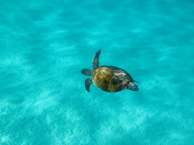 Noosa to Double Island Point 4X4 Beach Adventure | Experience Oz