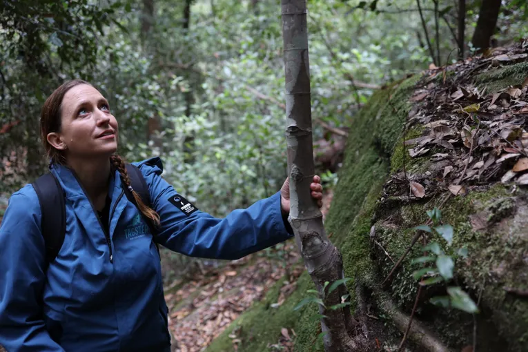 Blue Mountains Forest Bathing Walk - 2 Hours | Experience Oz
