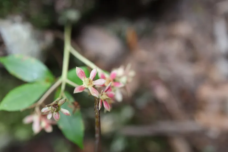 Blue Mountains Forest Bathing Walk - 2 Hours | Experience Oz