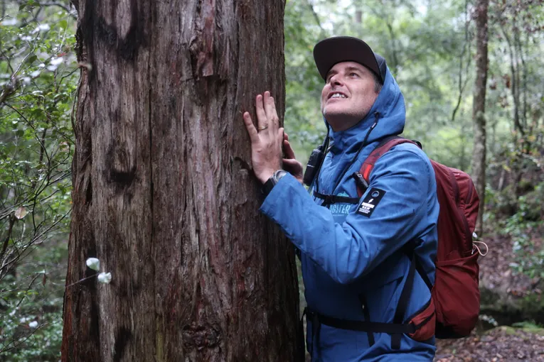 Blue Mountains Forest Bathing Walk - 2 Hours | Experience Oz