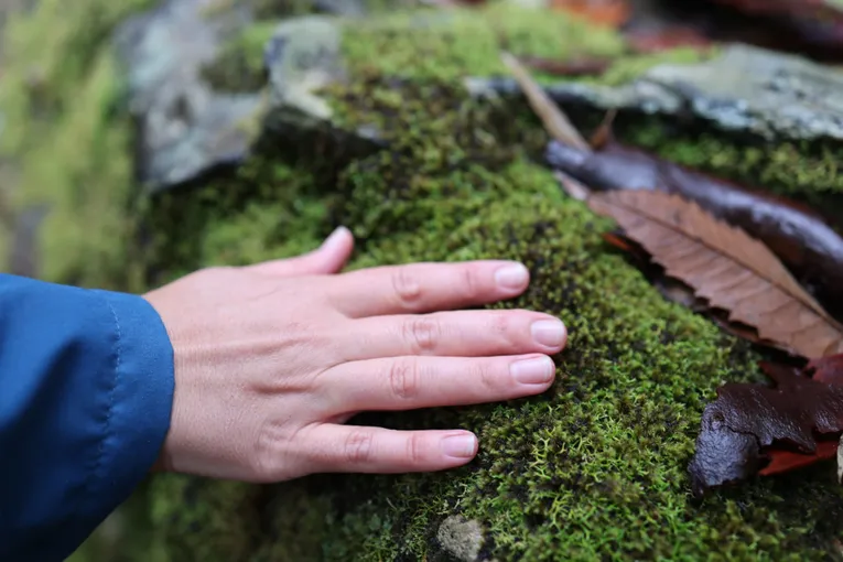 Blue Mountains Forest Bathing Walk - 2 Hours | Experience Oz