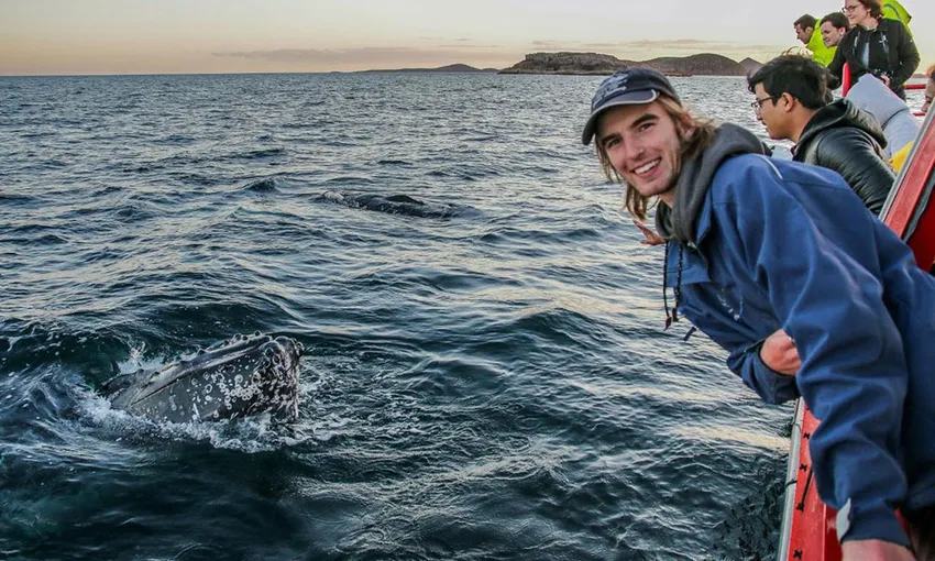 Nelson Bay Express Whale Watching Cruise - Book Now | Experience Oz