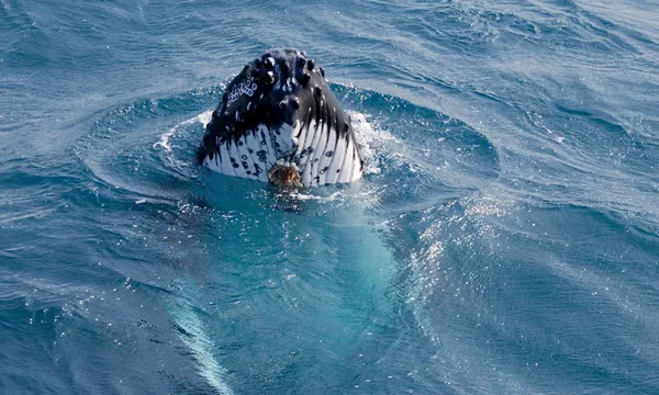 Whale Watching Express Cruise - 90 Minute