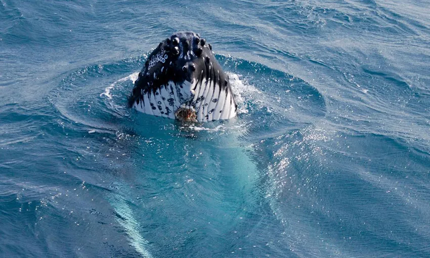 Nelson Bay Express Whale Watching Cruise - Book Now | Experience Oz