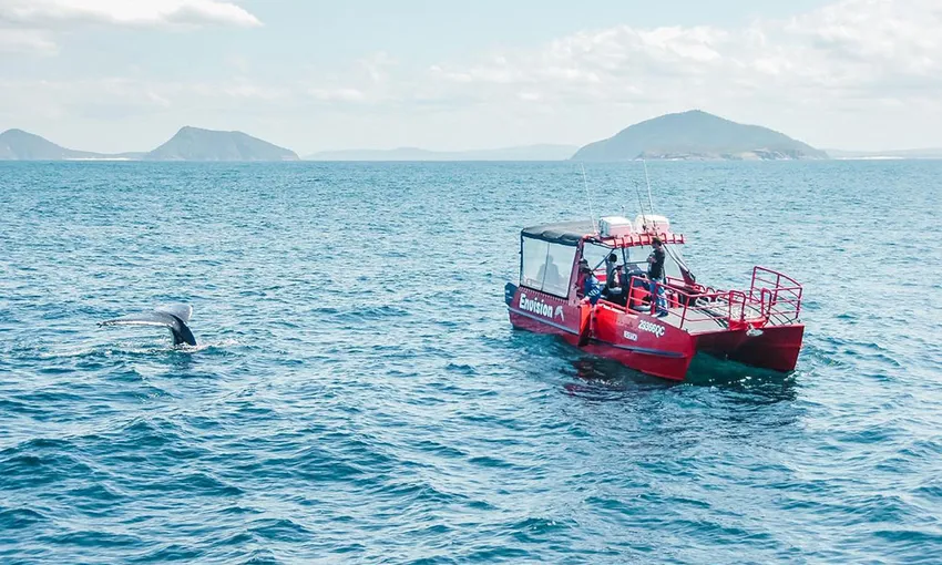 Nelson Bay Express Whale Watching Cruise - Book Now | Experience Oz