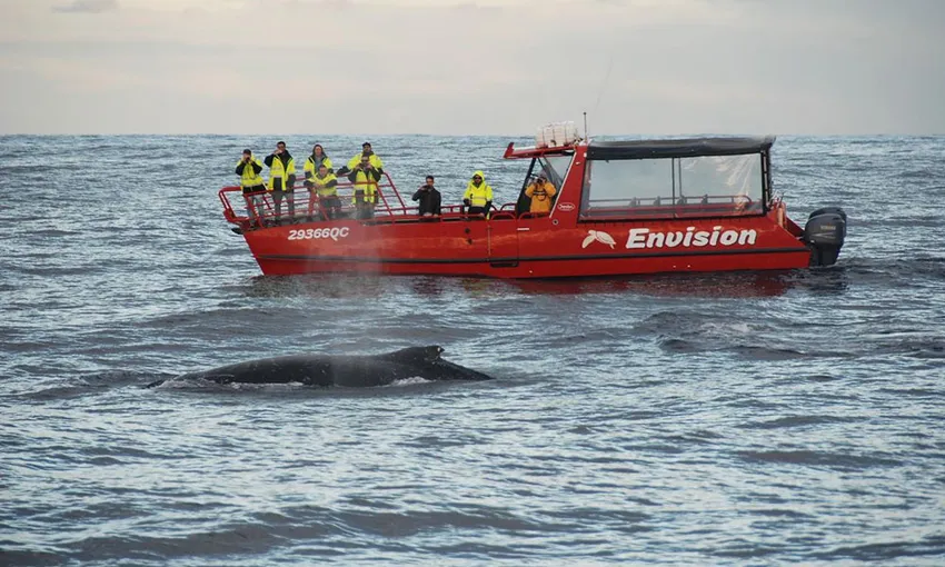 Nelson Bay Express Whale Watching Cruise - Book Now | Experience Oz