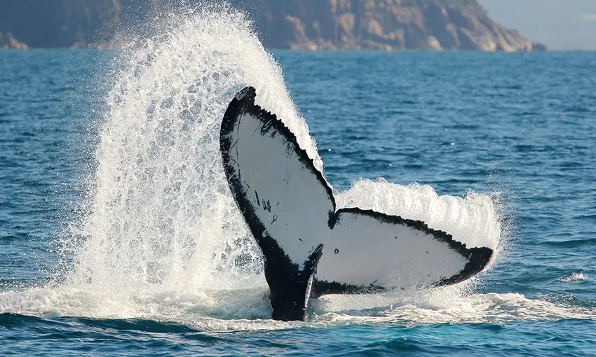 Nelson Bay Express Whale Watching Cruise - Book Now | Experience Oz