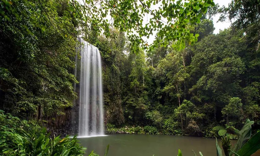 Rainforest, Waterfalls & Paronella Park Day Tour