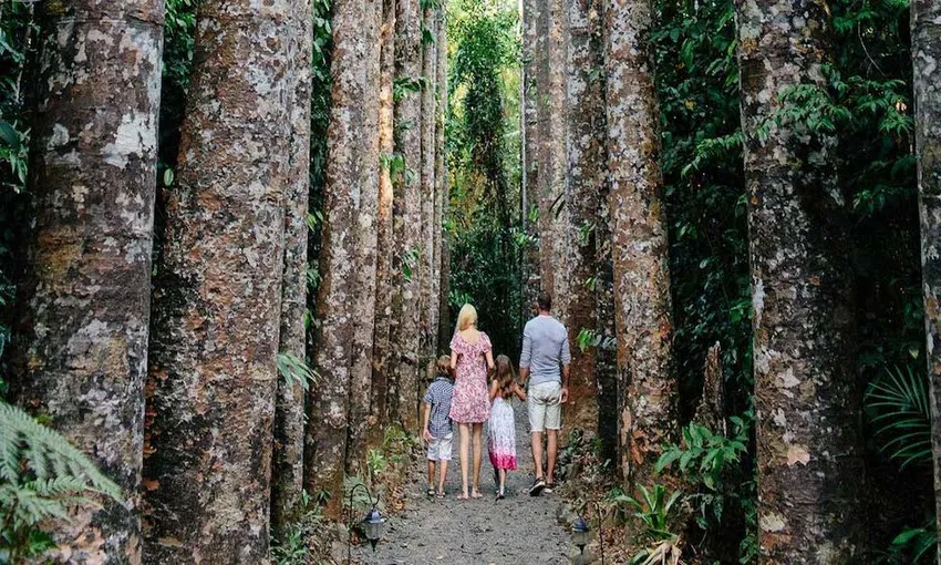 Rainforest, Waterfalls & Paronella Park Day Tour
