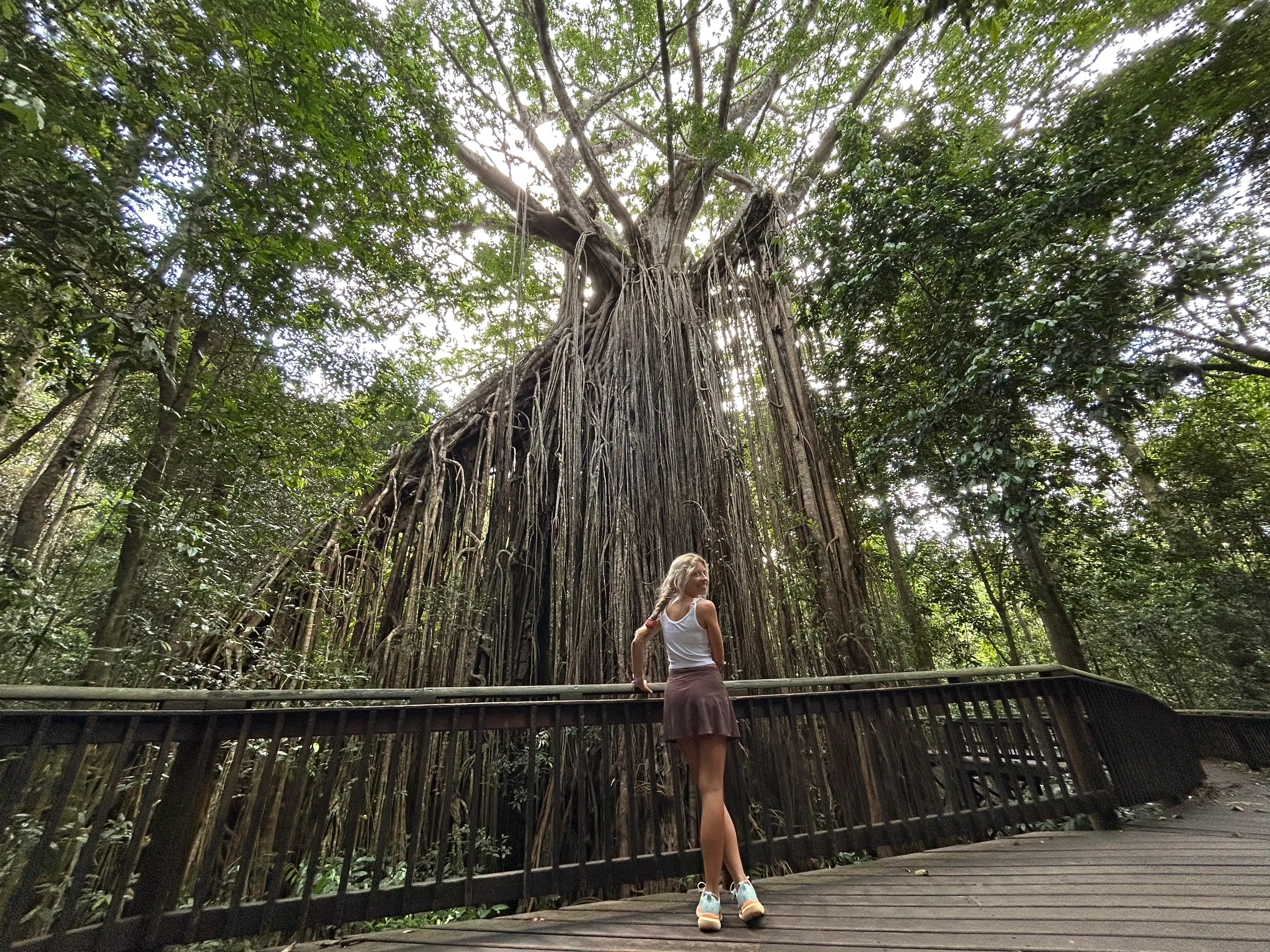 Rainforest, Waterfalls & Paronella Park Day Tour-8