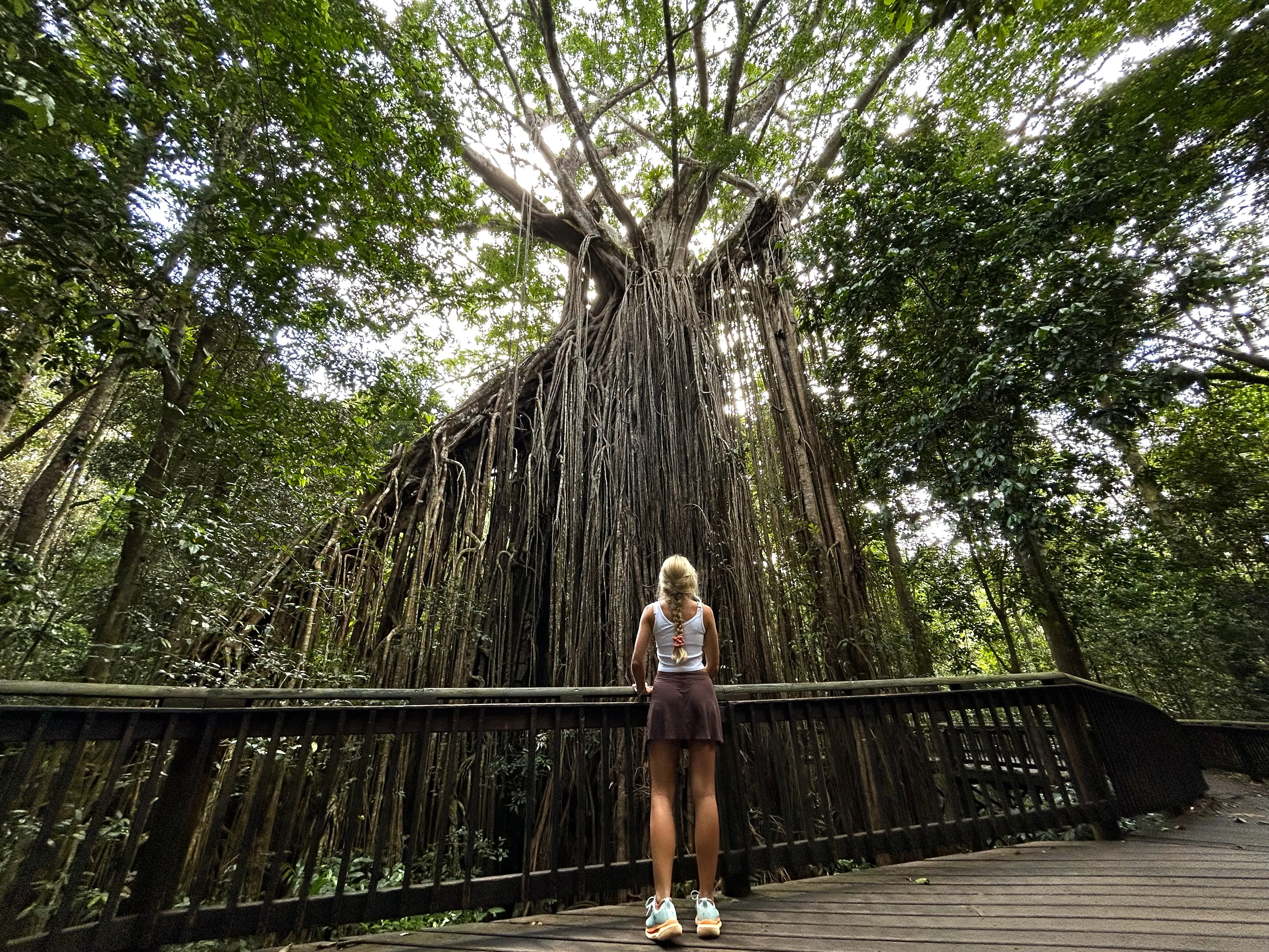 Rainforest, Waterfalls & Paronella Park Day Tour-10