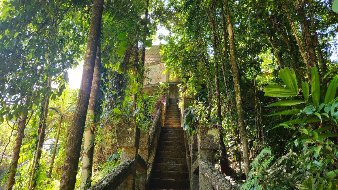 Rainforest, Waterfalls & Paronella Park Day Tour-13