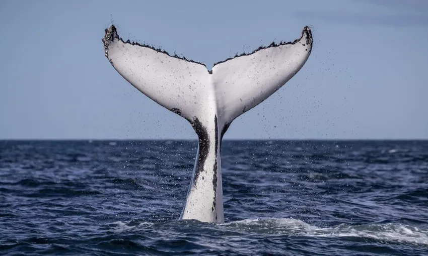 Sydney Whale Watching Cruise - Book Now | Experience Oz