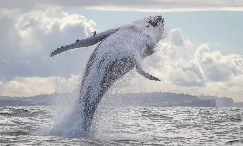 Sydney Whale Watching Cruise - Book Now | Experience Oz