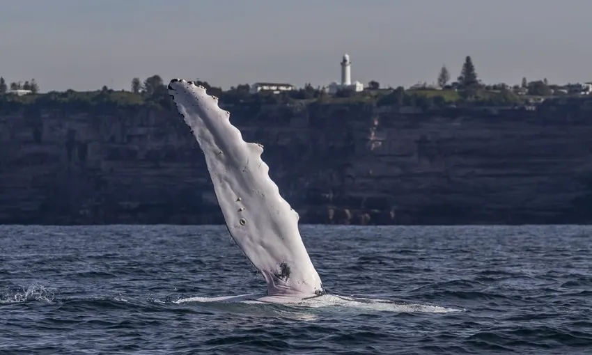 Sydney Whale Watching Cruise - Book Now | Experience Oz