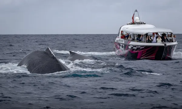 Sydney Whale Watching Cruise from Darling Harbour