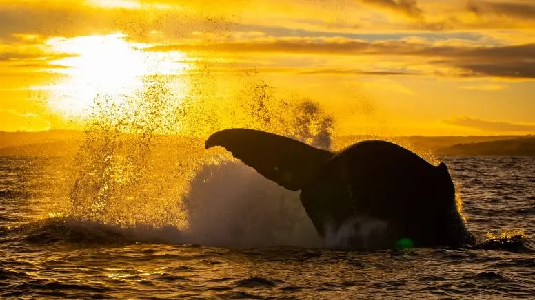 Sydney Whale Watching Cruise - Book Now | Experience Oz