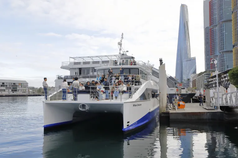 Sydney Whale Watching Cruise - Book Now | Experience Oz
