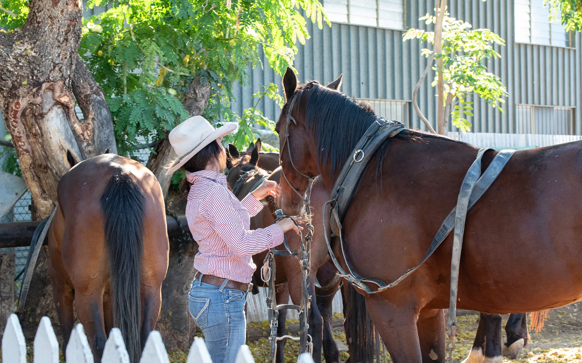 Longreach Cobb and Co Stagecoach Ride - 4 Hours | Experience Oz-6