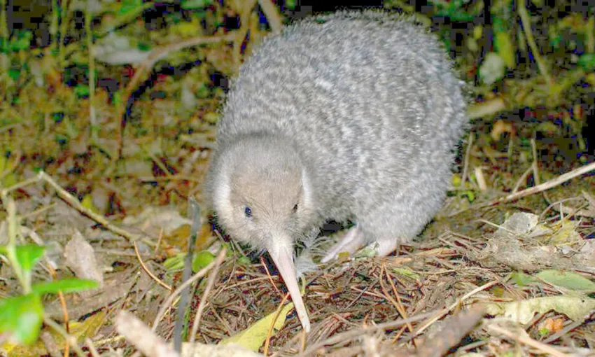 Zealandia by Night Wildlife Sanctuary Wellington | Everything New Zealand