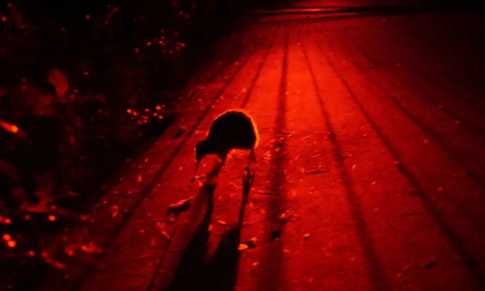 Zealandia by Night Wildlife Sanctuary Wellington | Everything New Zealand-3