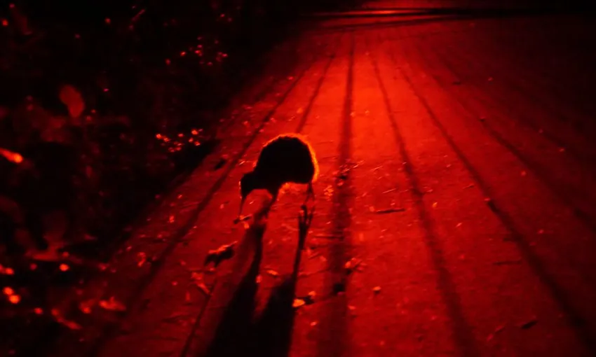 Zealandia by Night Wildlife Sanctuary Wellington | Everything New Zealand