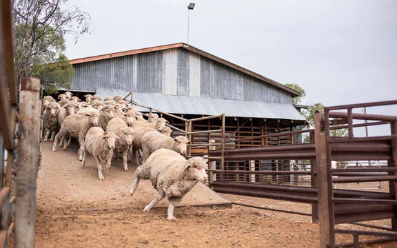 Longreach Nogo Station Tour with Lunch - 4 Hours