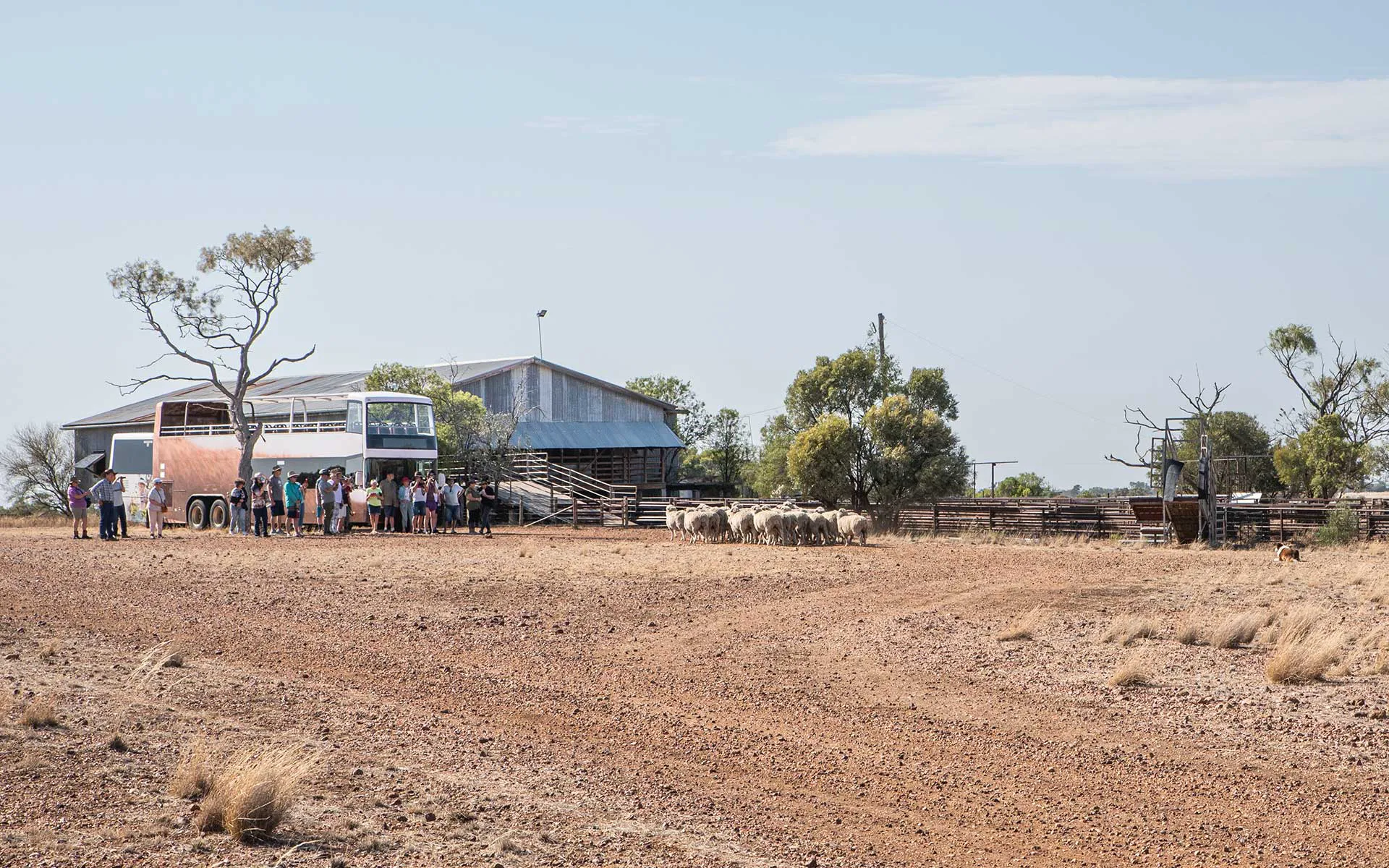 Longreach Nogo Station Tour with Lunch | Experience Oz-2