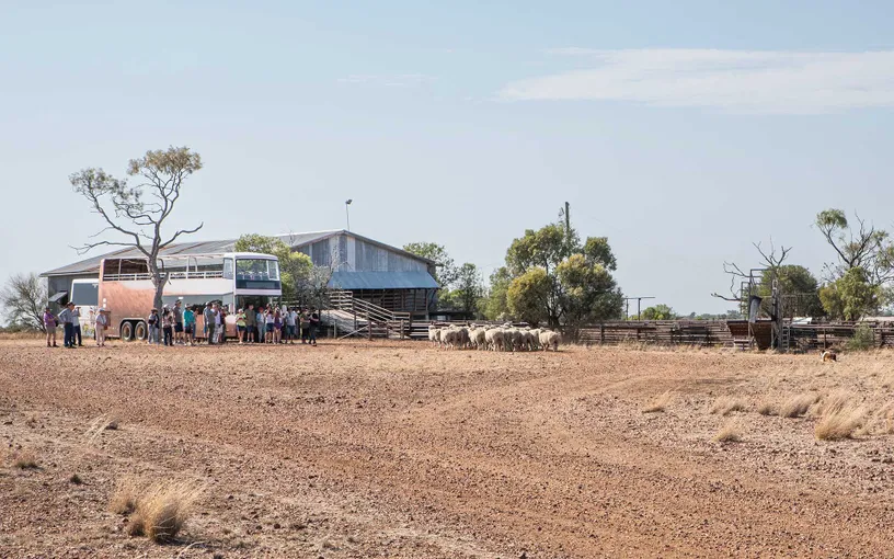 Longreach Nogo Station Tour with Lunch | Experience Oz