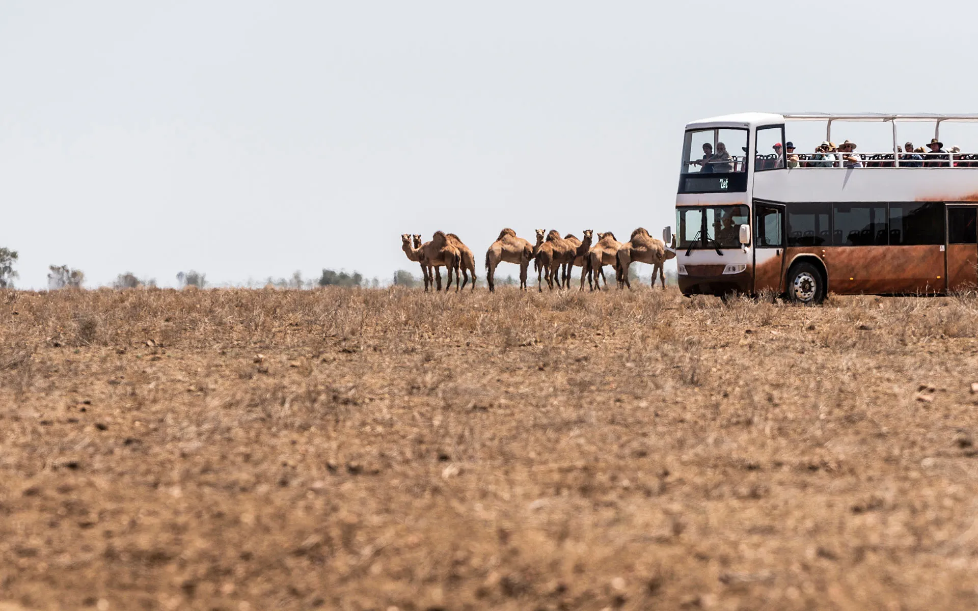 Longreach Nogo Station Tour with Lunch | Experience Oz-4