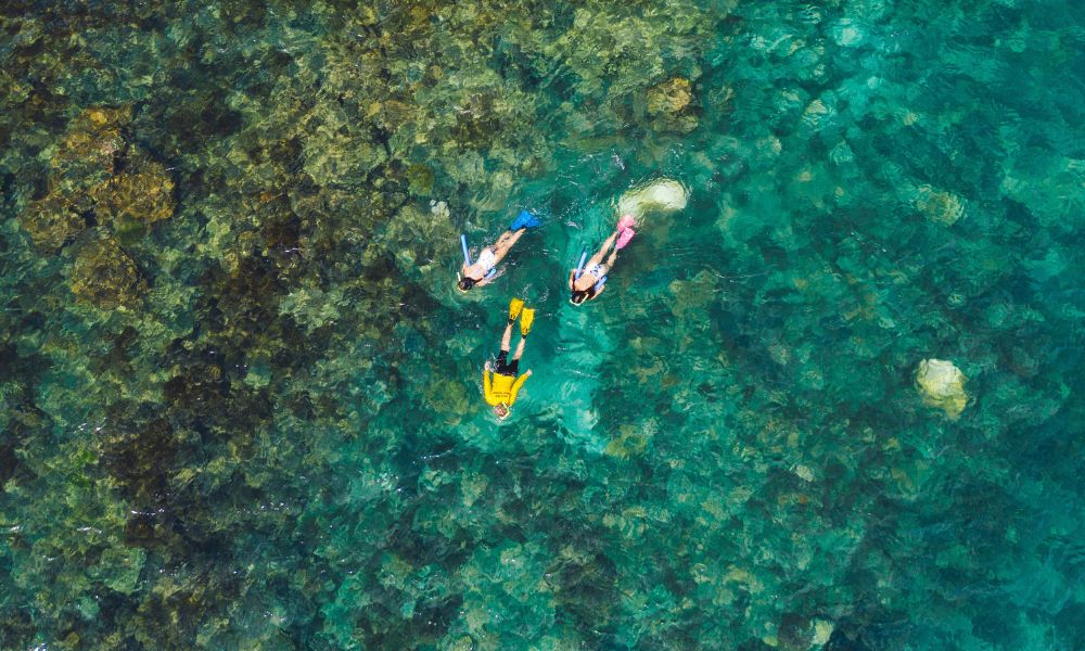 Eco Discovery Guided Snorkel Tour, 5 Hours - Magnetic Island