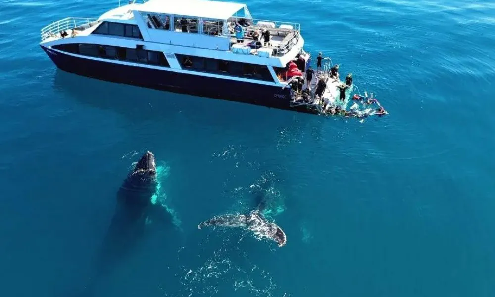 K'gari Island Tour & Whale Watching - Full Day | Experience Oz-1