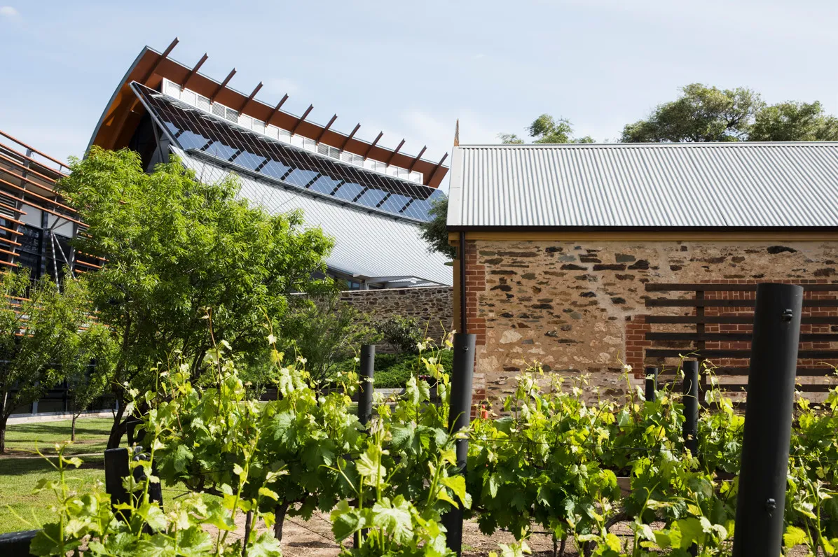 Adelaide Indigenous Wine Tour and Tasting | Experience Oz-5