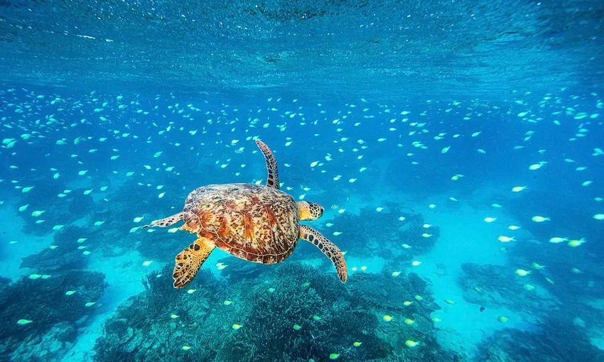 Lady Elliot Island Day Trip From Bundaberg - Book Now | Experience Oz