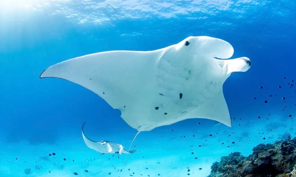 Lady Elliot Island Day Trip From Bundaberg - Book Now | Experience Oz-5