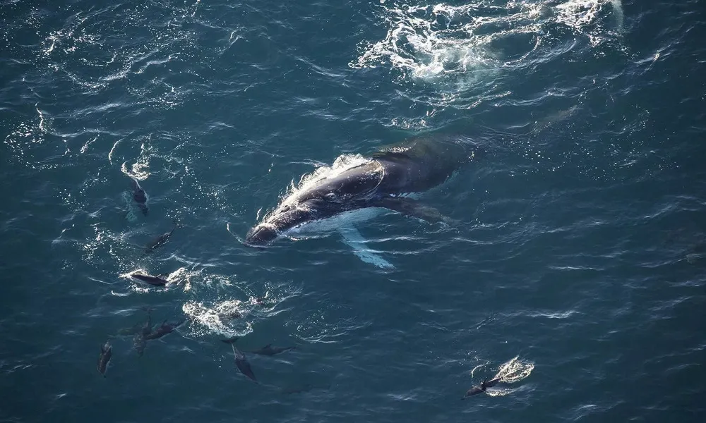 Kaikoura 1 hour Premier Whale Watching Helicopter Flight | Everything New Zealand-4