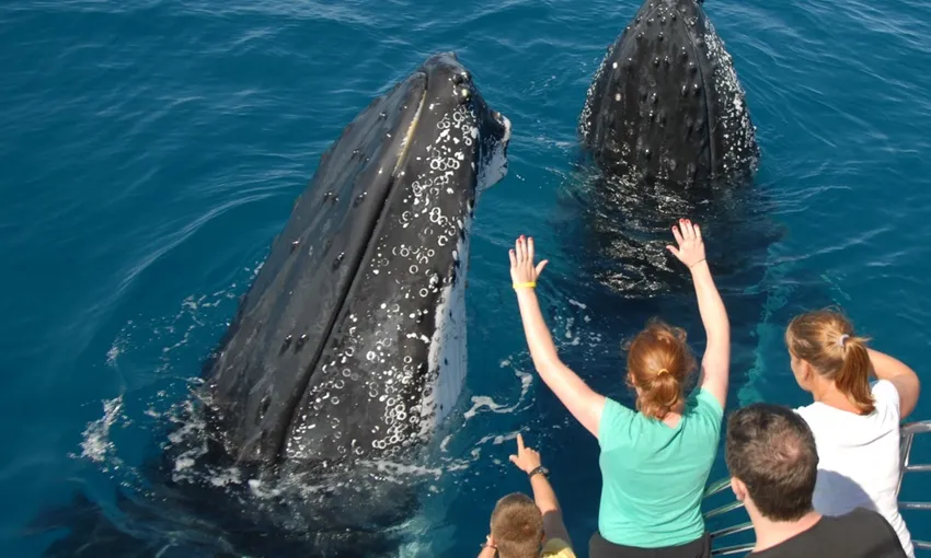 Whale Watching Cruise with Lunch, Full Day - Hervey Bay