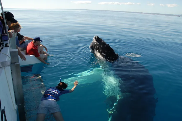 Whale Watching Cruise with Lunch, Full Day - Hervey Bay