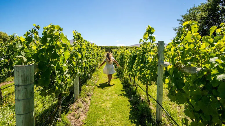 Wanaka Boutique Wine Tours | Everything New Zealand-5