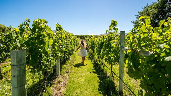 Wanaka Boutique Wine Tasting Tours