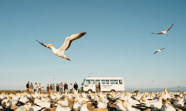 Cape Kidnappers Bird Watching Tour with Transfers