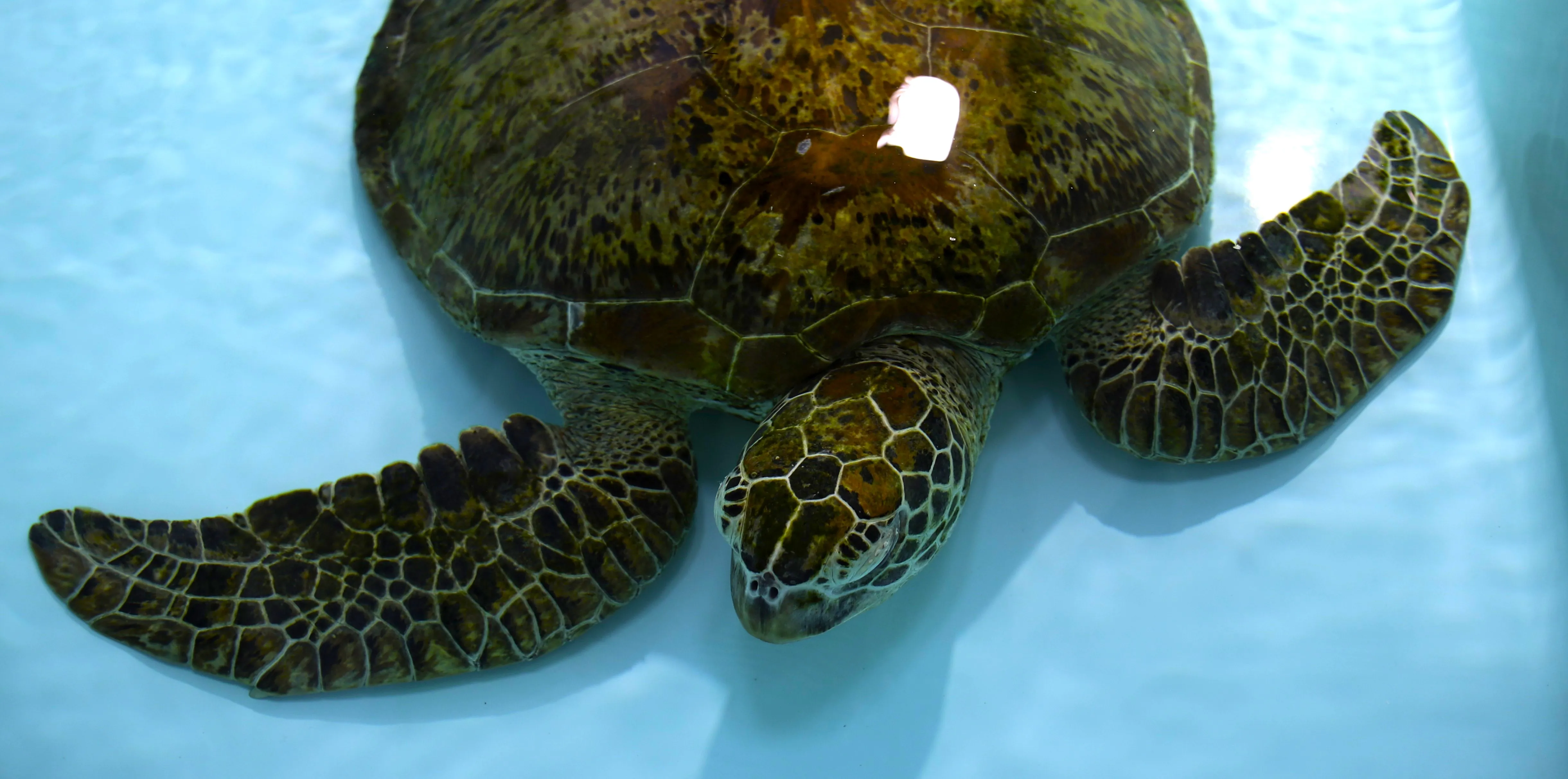Eco Tour with Turtle Rescue Visit - 2 Hours | Experience Oz-6