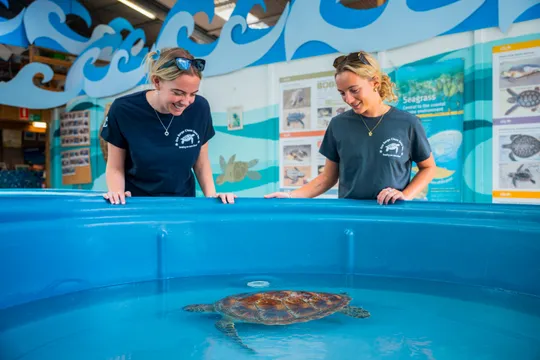 Whitsundays Eco Tour with Turtle Rescue Visit - 2 Hours