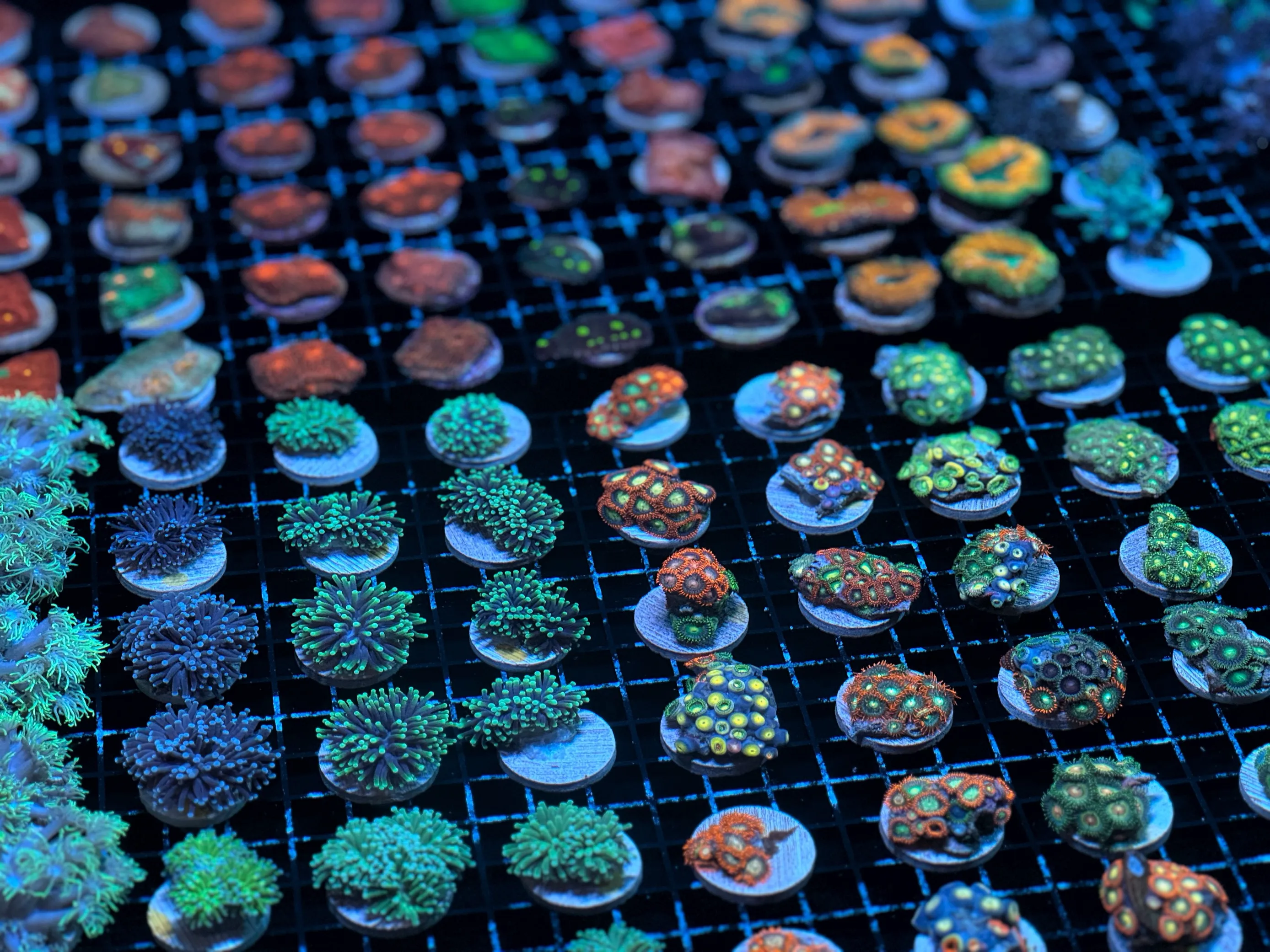 Bundaberg Guided Coral Farm Tour - 1 Hour | Experience Oz-8