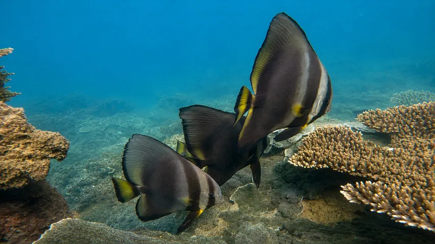 Magnetic Island Boat Tour with Snorkelling | Experience Oz
