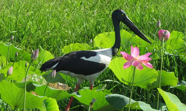 Corroboree Billabong Wildlife Cruise - 90 Minutes