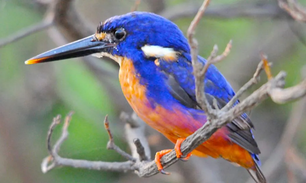 Corroboree Billabong Wildlife Cruise - 90 Minutes | Experience Oz-4