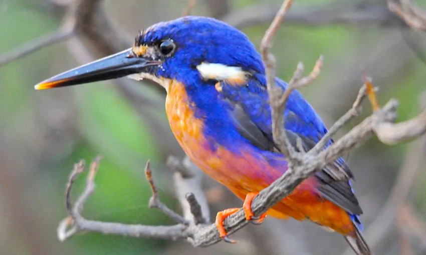 Corroboree Billabong Wildlife Cruise - 90 Minutes | Experience Oz