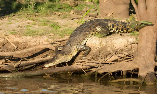 Corroboree Billabong Sunrise Wildlife Cruise - 2 Hours